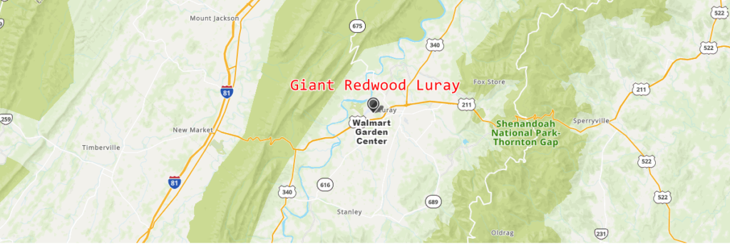 Giant Redwood Luray